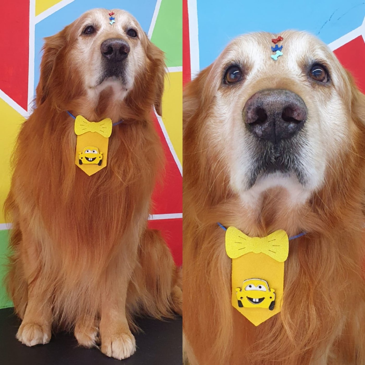 Golden Retriever após o banho e tosa no Peludinho