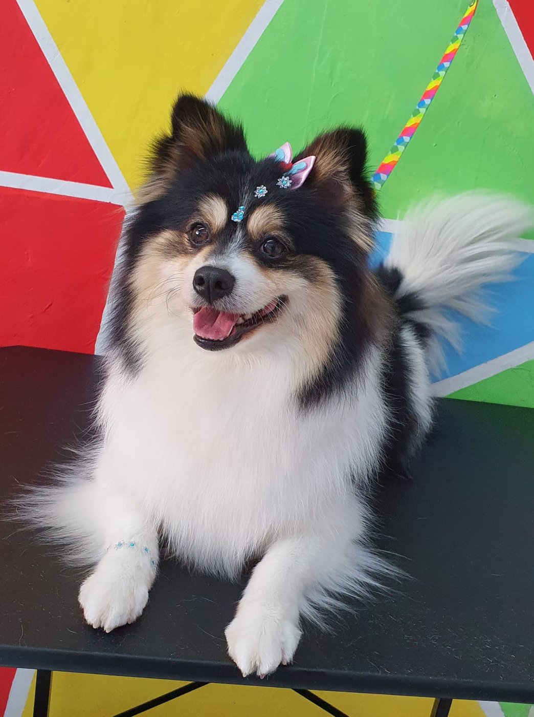 Lulu da Pomerânia tricolor pronta e enlaçada