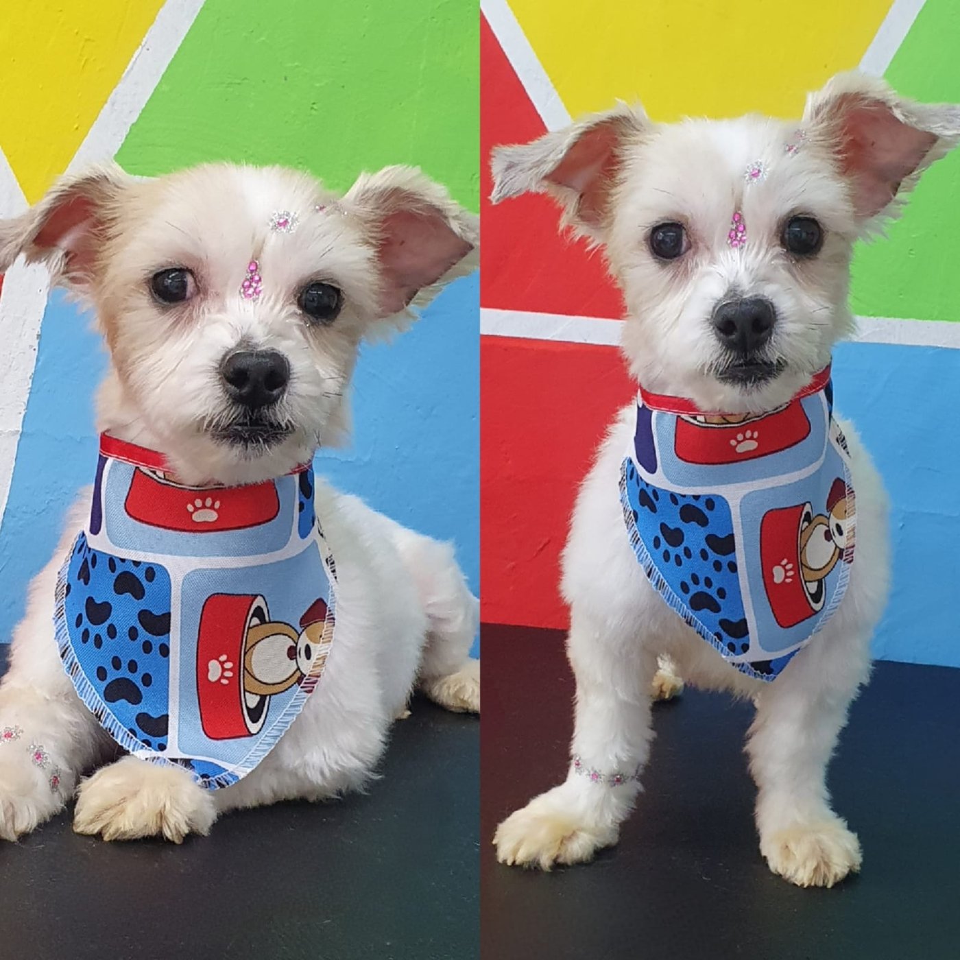 Cãozinho de porte pequeno com bandana no Peludinho