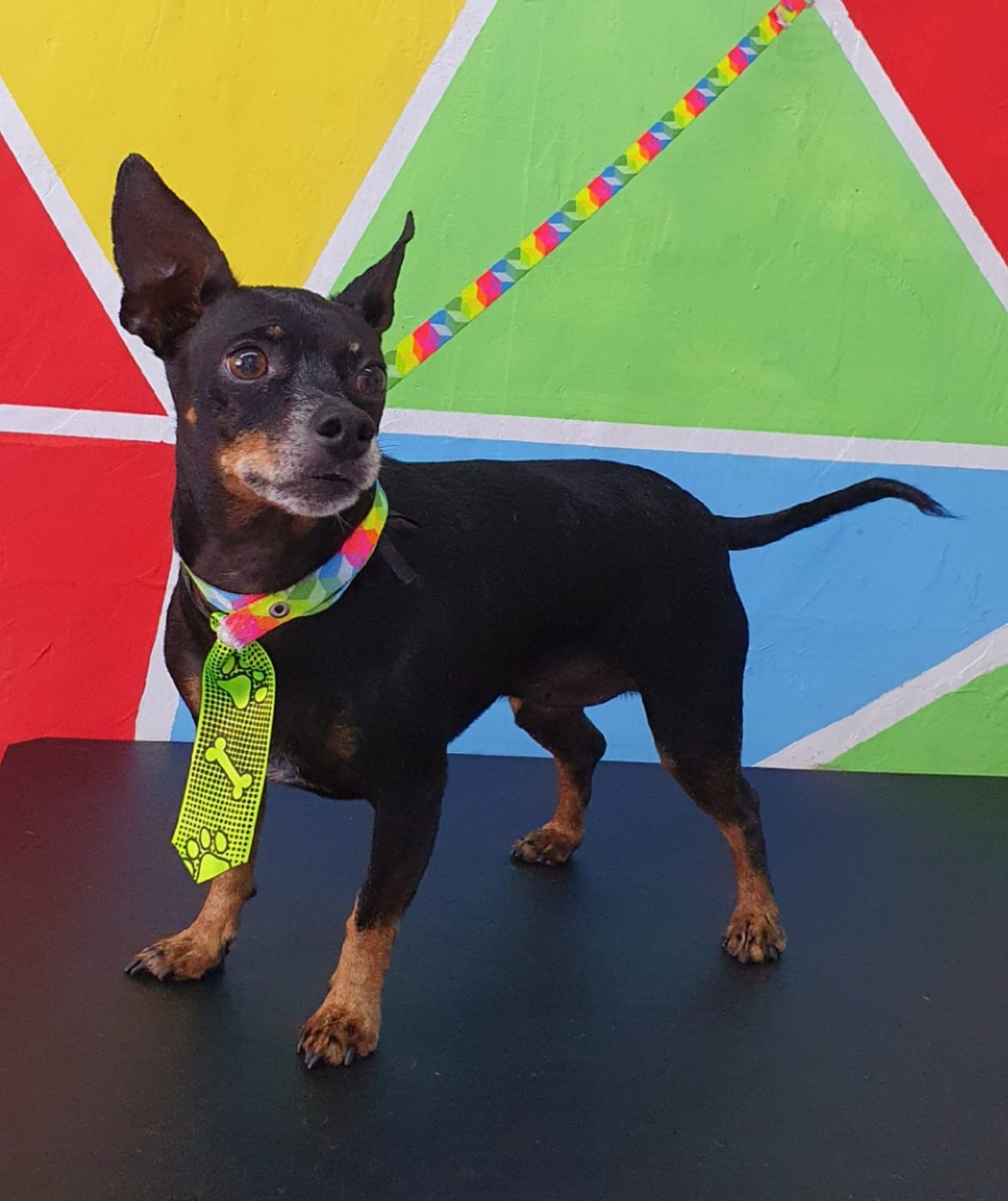 Pinscher com gravata colorida no Peludinho
